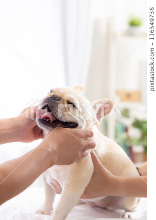 法國鬥牛犬接受體檢 116549738