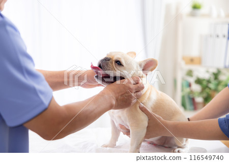 法國鬥牛犬接受體檢 116549740