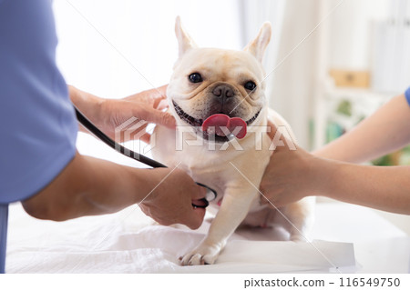 法國鬥牛犬接受體檢 116549750