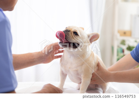 法國鬥牛犬接受體檢 116549753