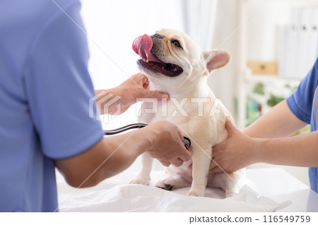 Medical French bulldog receiving medical examination 116549759