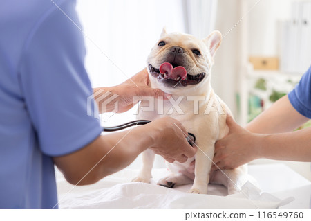 法國鬥牛犬接受體檢 116549760