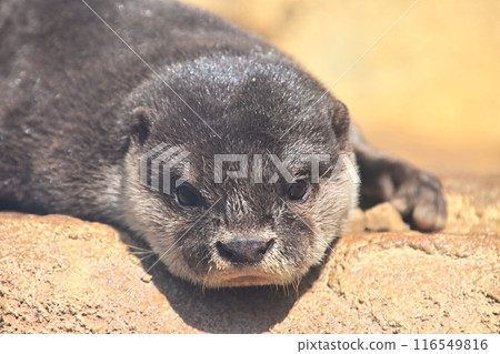 Staring otter 116549816