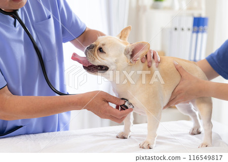 Medical French bulldog receiving medical examination 116549817