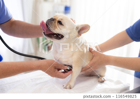 法國鬥牛犬接受體檢 116549825