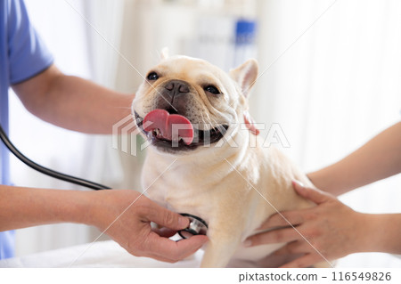 法國鬥牛犬接受體檢 116549826