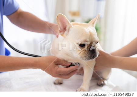 法國鬥牛犬接受體檢 法國鬥牛犬接受體檢 116549827