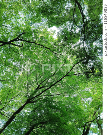 抬頭仰望森林深處 116549859