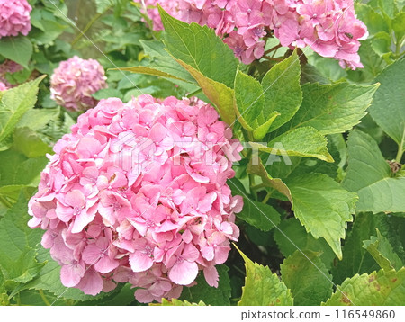 繡球花粉紅 116549860