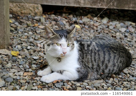 一隻在山路上放鬆的貓，木虎四郎 116549861