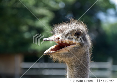 鴕鳥紅唇微笑【鴕鳥眼】 116549862