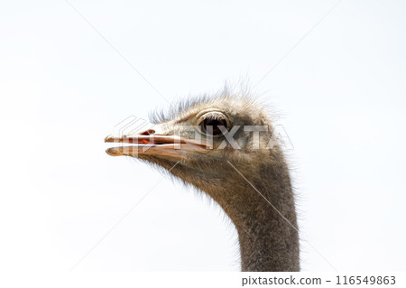 鴕鳥紅唇，一臉嚴肅凝視遠方【鴕鳥眼】 116549863
