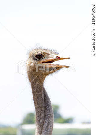 Smiling ostrich with red lips twisting its neck [Ostrichidae] 116549868
