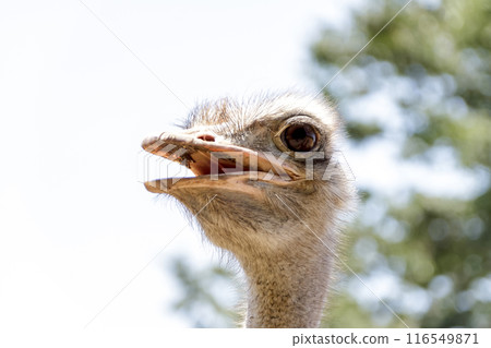 鴕鳥紅唇微笑【鴕鳥眼】 116549871