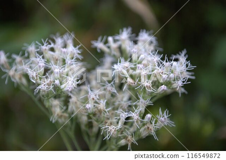 White flower, bulbul flower 116549872