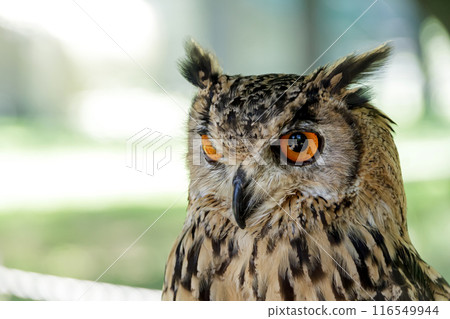 孟加拉雕鴞 [貓頭鷹] 用無所畏懼的眼睛盯著某物 116549944