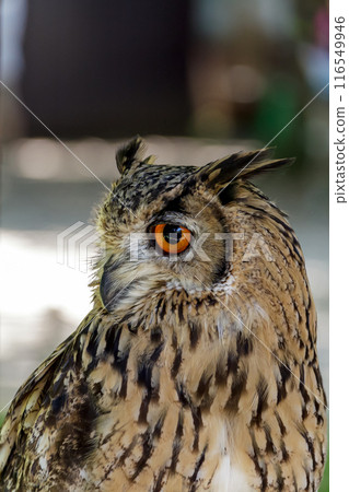 A Bengal Eagle Owl glaring at something with its fierce eyes [Owl] 116549946