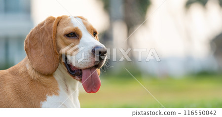 Cute puppy dog beagle portrait in a garden at evening. Adorable pet concept 116550042