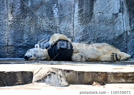 巴利瓦睡覺 116550071