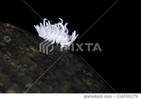 Ladybug larvae Ladybug larvae 116550179