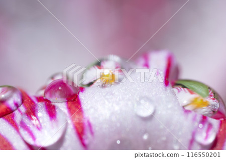 Water droplets 116550201