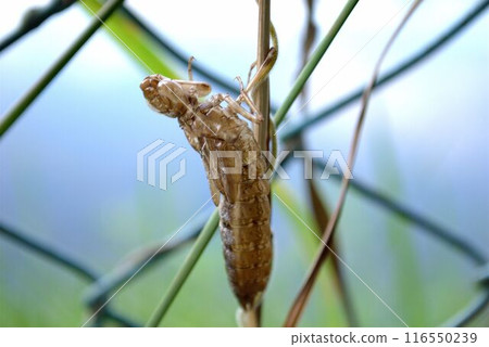 公主Jackoff外殼 公主Jackoff外殼 116550239