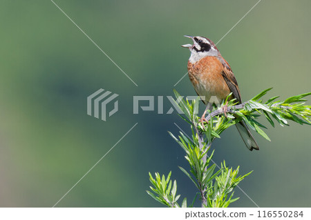 鳴叫Hojillo 116550284