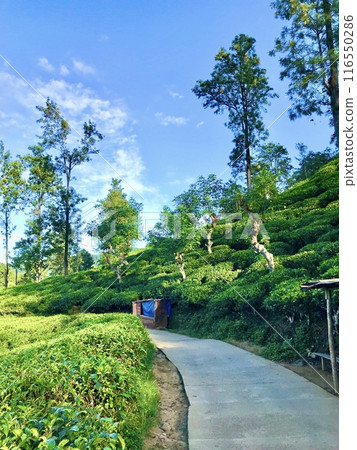 Path through tea fields (vertical) Path through tea fields (vertical) 116550286