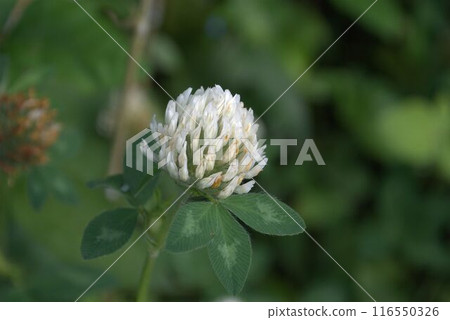 White flowers of red clover White flowers of red clover 116550326