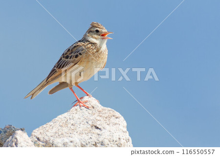 百靈鳥在岩石上嘰嘰喳喳地叫著 116550557