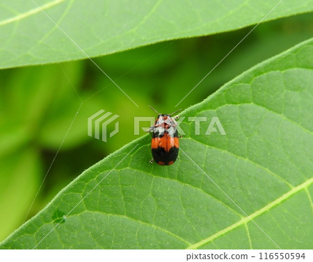 Croatian beetle beetle Croatian beetle beetle 116550594