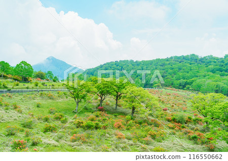 杜鵑花盛開赤城高原 116550662