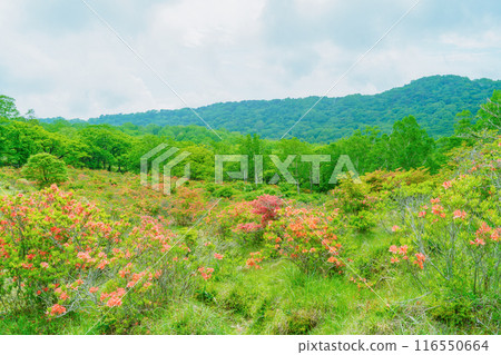 杜鵑花盛開的赤城高原(三春山展望台) 杜鵑花盛開的赤城高原(三春山展望台) 116550664