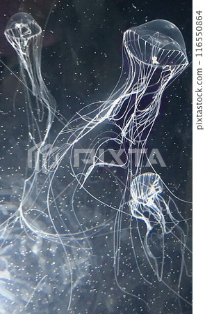 Jellyfish at Port of Nagoya Public Aquarium 116550864