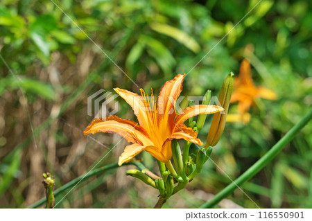 橙色黃花菜花(夏季,七月) 橙色黃花菜花(夏季,七月) 116550901