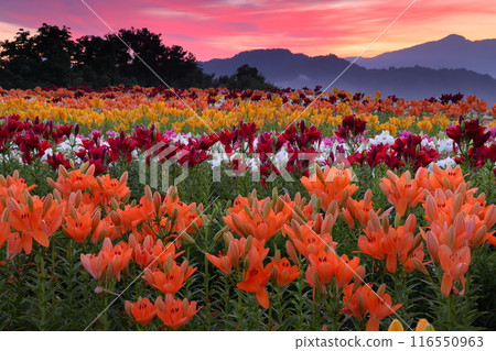 新潟縣魚沼市堀內，魚沼百合花盛開的月岡公園花卉廣場，以權道山為背景的日出景觀 116550963