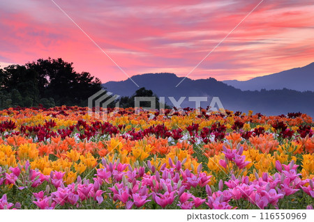 Horinouchi, Uonuma City, Niigata Prefecture, Tsukioka Park Flower Square with colorful Uonuma lilies blooming, and the sunrise view of Mt. Gongendo in the background 116550969