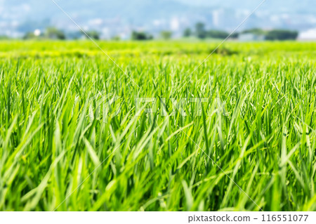 Scenery with rice field Scenery with rice field 116551077