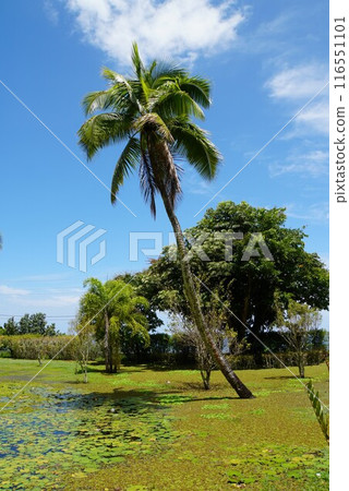 水上花園瓦伊帕希 (大溪地) 116551101