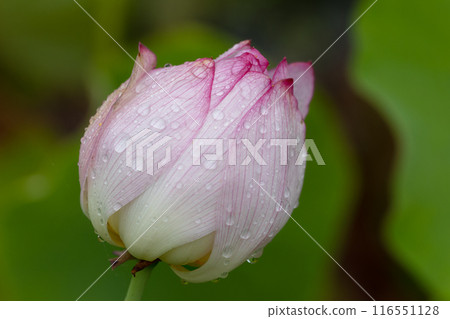 Beautiful lotus buds Beautiful lotus buds 116551128