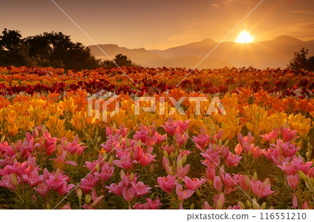 新潟縣魚沼市堀之內，月岡公園花卉廣場上的日出，色彩繽紛的魚沼百合花盛開，背景是權現堂山。 116551210