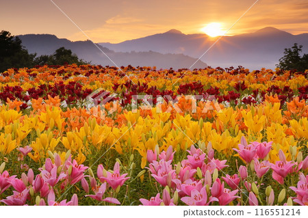 Horinouchi, Uonuma City, Niigata Prefecture - Tsukioka Park Flower Square, where colorful lilies, a specialty of Uonuma, bloom, and the sunrise from Mount Gongendo in the background 116551214