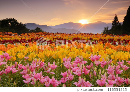 Horinouchi, Uonuma City, Niigata Prefecture - Tsukioka Park Flower Square, where colorful lilies, a specialty of Uonuma, bloom, and the sunrise from Mount Gongendo in the background 116551215
