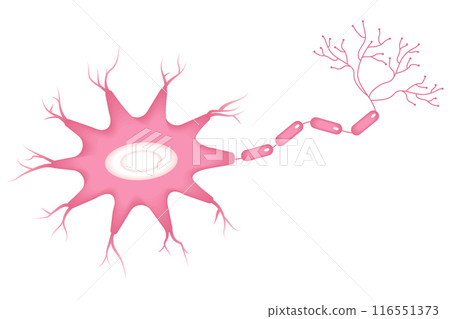 Vector Illustration of neuron anatomy. Vector Illustration of neuron anatomy. 116551373