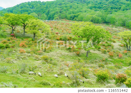 Azalea blooms the Akagi Plateau 116551442