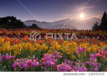 新潟縣魚沼市堀之內，月岡公園花卉廣場，色彩繽紛的魚沼百合盛開，背景是權現堂山的日出 116551537