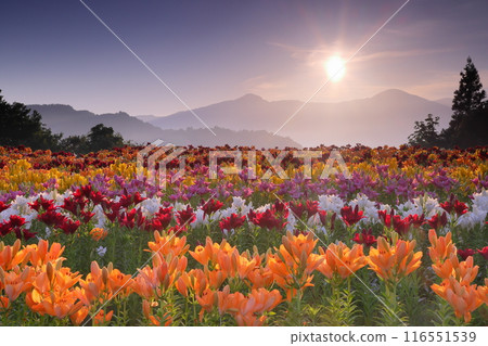 新潟縣魚沼市堀之內，月岡公園花卉廣場，色彩繽紛的魚沼百合盛開，背景是權現堂山的日出 116551539