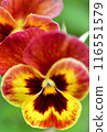 Red pansy 116551579