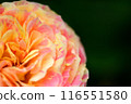 Pink and white rose flowers are blooming in the rose garden 116551580