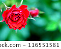 A red rose 116551581